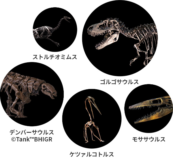 02 人気の恐竜の貴重な骨格標本